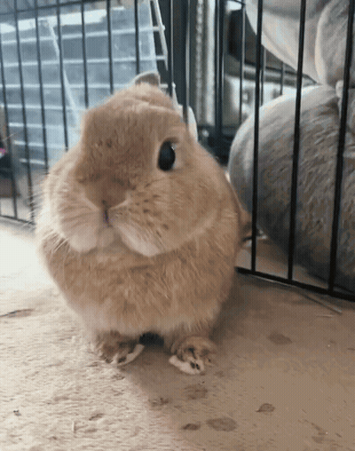 Brown Rabbit Sitting In Front Of Black Cage GIF