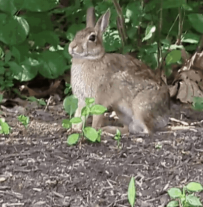 Brown Rabbit Sitting In Woods GIF