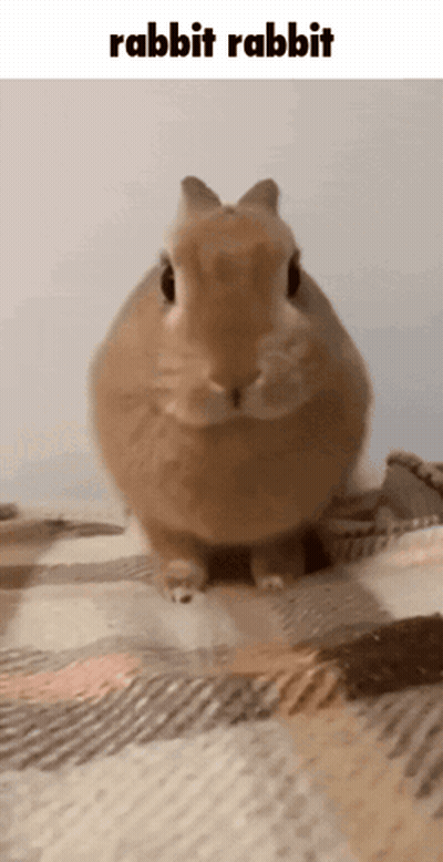 Brown Rabbit Sitting On Blanket GIF