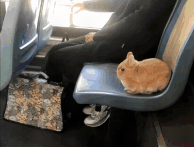 Brown Rabbit Sitting On Blue Seat Next To Person GIF