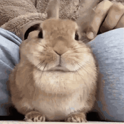 Brown Rabbit Sitting On Lap GIF