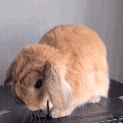Brown Rabbit Sitting On Laptop GIF