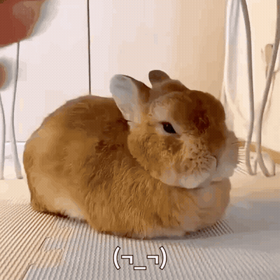Brown Rabbit Sitting On Mat With Korean Writing GIF