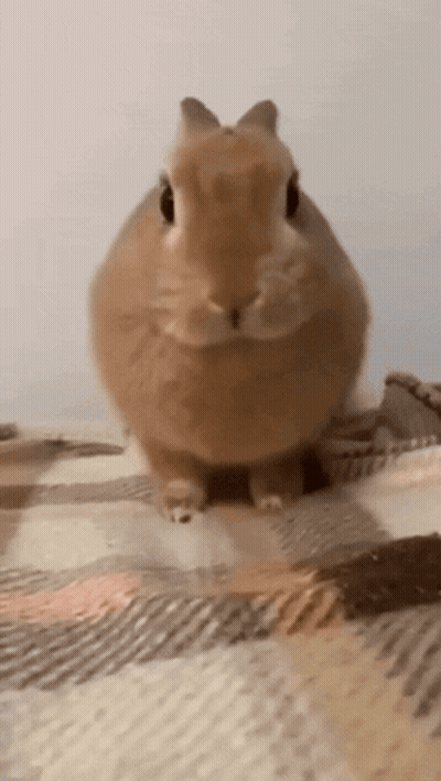 Brown Rabbit Sitting On Plaid Blanket GIF