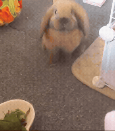Brown Rabbit Standing Next to Bowl of Greens