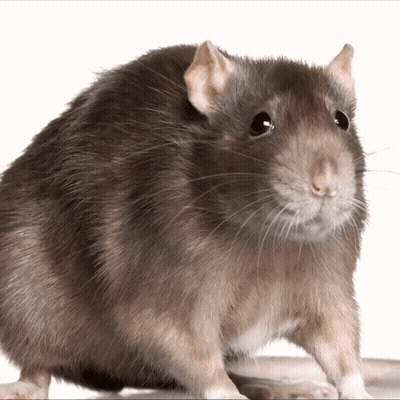 Brown Rat Looking At Camera GIF