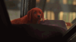 Brown Sad Puppy Chillin Near The Window GIF