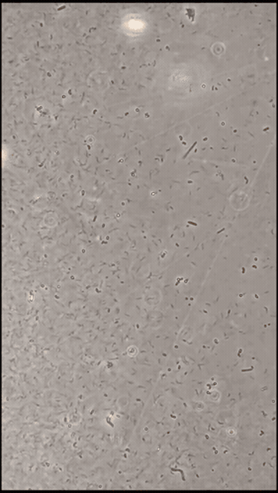 Brown Surface With Small Dots GIF