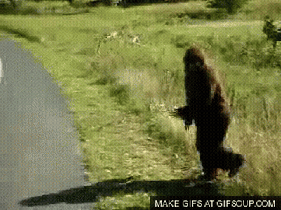 Brown Teddy Bear Wearing Sunglasses GIF