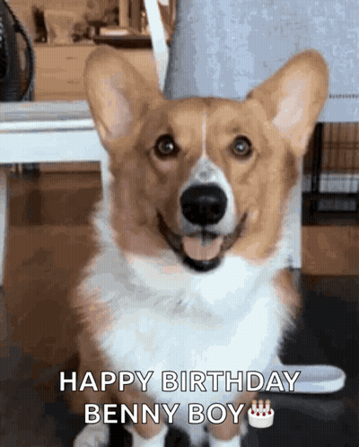 Brown White Corgi Tongue Out Happy Birthday Benny Boy GIF