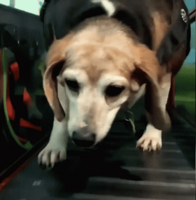Brown White Dog Walking On Treadmill Tag A GIF