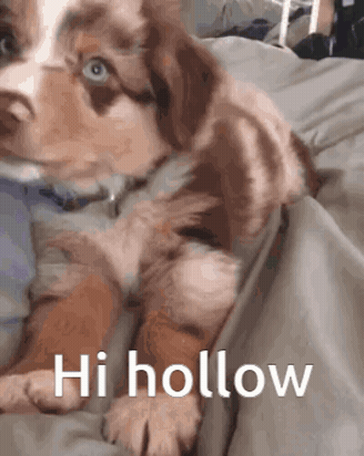 Brown White Puppy Laying On Bed Hi Hollow GIF