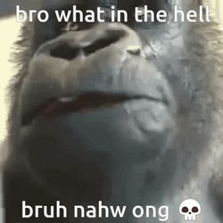 Bruh Meme Gorilla Omg What The Hell GIF
