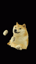 Bruh Meme Shiba Inu Dog GIF