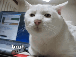 Bruh Meme Weird White Cat GIF
