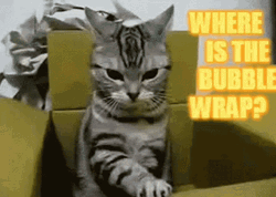 Bubble Wrap Funny Cat Moving Box GIF