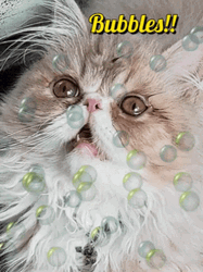 Bubbles Cat Paralyzed GIF