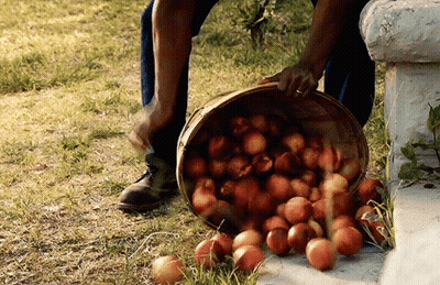 Bucket Of Apples Being Poured On Ground GIF