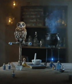 Buenas Noches Buho GIF