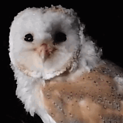 Buenas Noches Buho GIF