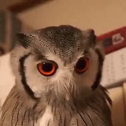 Buenas Noches Buho GIF