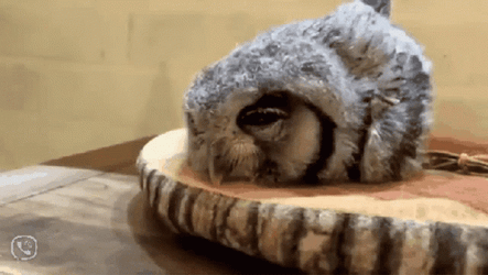 Buenas Noches Buho GIF