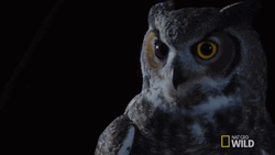Buenas Noches Buho GIF