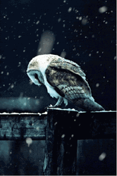 Buenas Noches Buho GIF