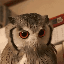 Buenas Noches Buho GIF