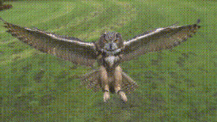 Buenas Noches Buho GIF