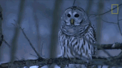 Buenas Noches Buho GIF