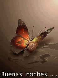 Buenas Noches Colorful Butterfly