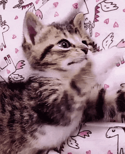 Buenas Noches Gatos GIF