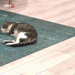 Buenas Noches Gatos GIF
