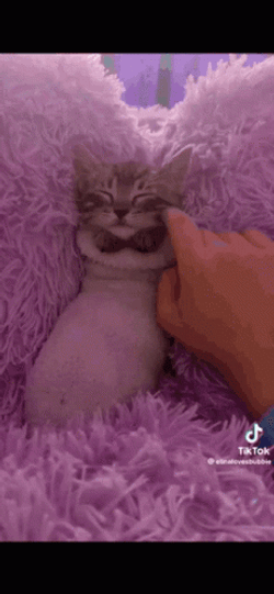 Buenas Noches Gatos GIF