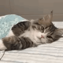 Buenas Noches Gatos GIF