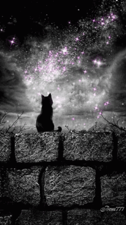 Buenas Noches Gatos GIF