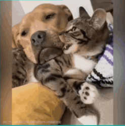 Buenas Noches Gatos GIF