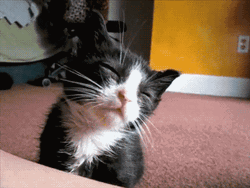 Buenas Noches Gatos GIF