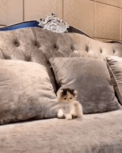 Buenas Noches Gatos GIF