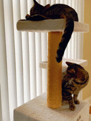 Buenas Noches Gatos GIF