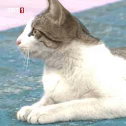 Buenas Noches Gatos GIF