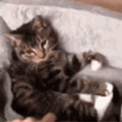 Buenas Noches Gatos GIF