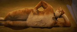 Buenas Noches Gatos GIF