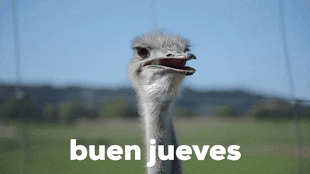 Buenas Noches Jueves GIF