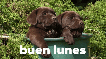 Buenas Noches Lunes GIF