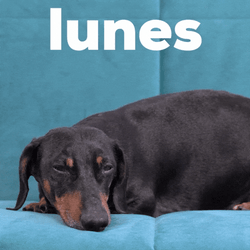 Buenas Noches Lunes GIF