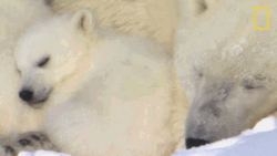 Buenas Noches Ositos GIF