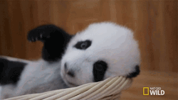 Buenas Noches Ositos GIF