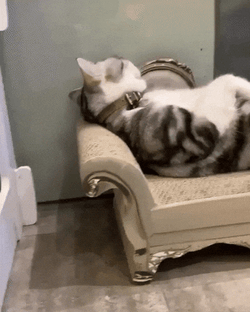 Buenas Noches Sabado GIF